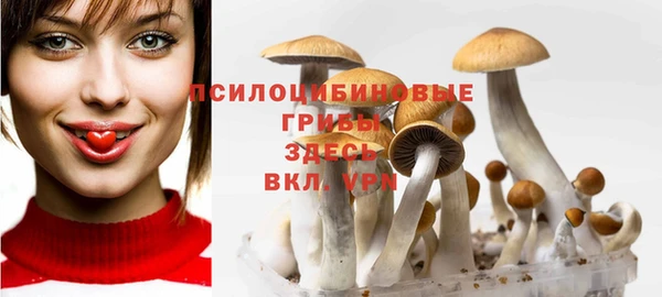 прущие грибы Абаза
